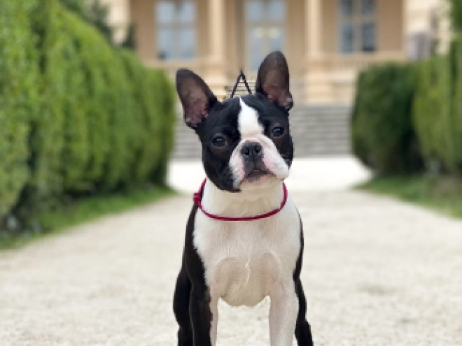 Boston Terrier Welpe zu verkaufen