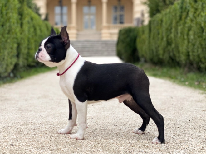 Boston Terrier Welpe zu verkaufen