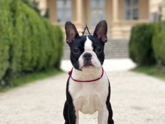 Boston Terrier Welpe zu verkaufen