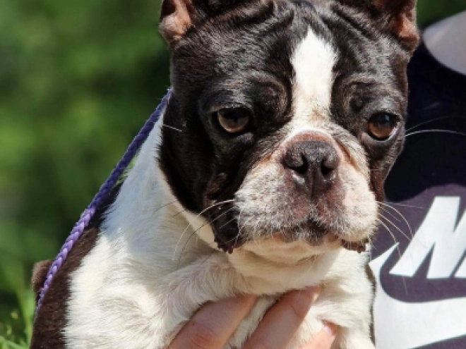 Perros Terrier de Boston en venta