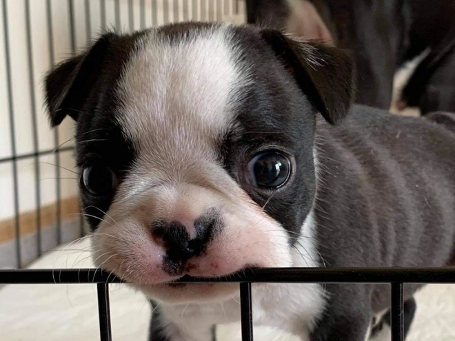 Boston Terrier Welpe kaufen