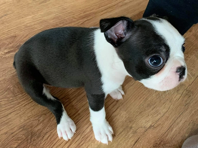 Boston Terrier Welpe kaufen