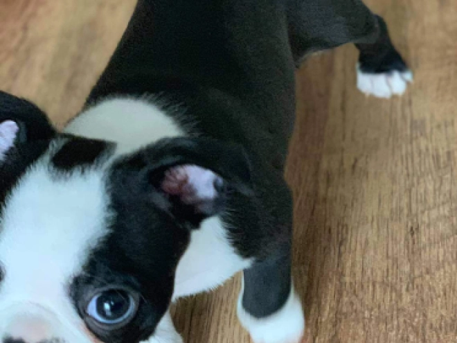 Boston Terrier Welpe kaufen