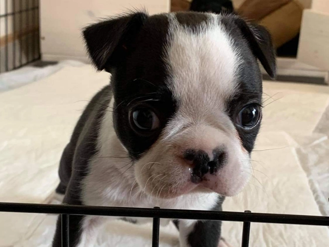 Boston Terrier Welpe kaufen