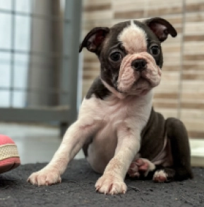 Boston Terrier puppy for sale