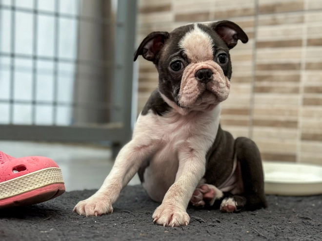 Boston Terrier puppy for sale