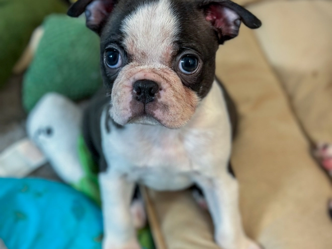 Boston Terrier puppy for sale