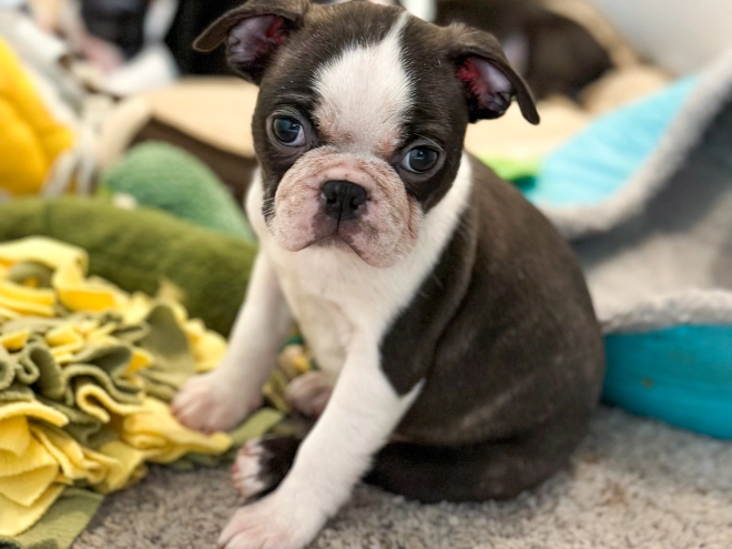 Boston Terrier puppy for sale