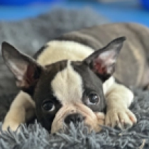 Yumba, brindle and white Boston Terrier for sale