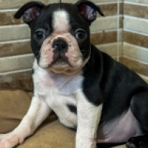 Yuma, black and white Boston Terrier Welpen kaufen