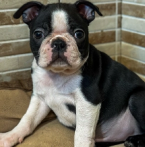 Boston Terrier puppy for sale