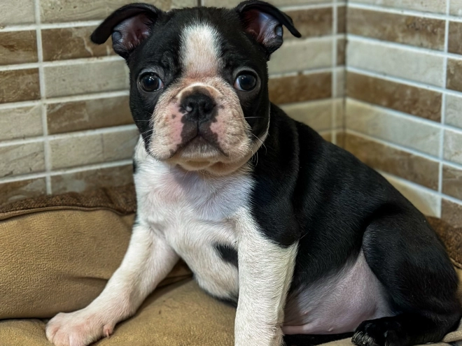 Boston Terrier Welpe kaufen
