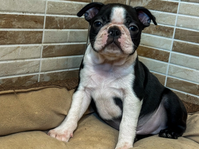 Boston Terrier Welpe kaufen
