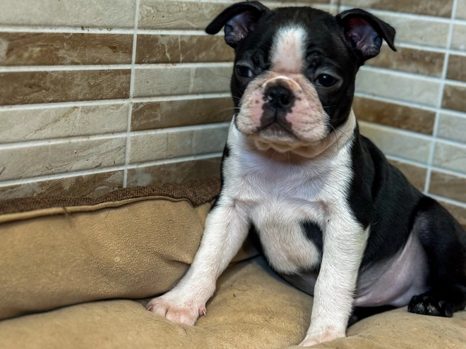 Boston Terrier Welpe kaufen