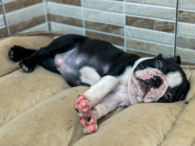 Boston Terrier Welpe kaufen