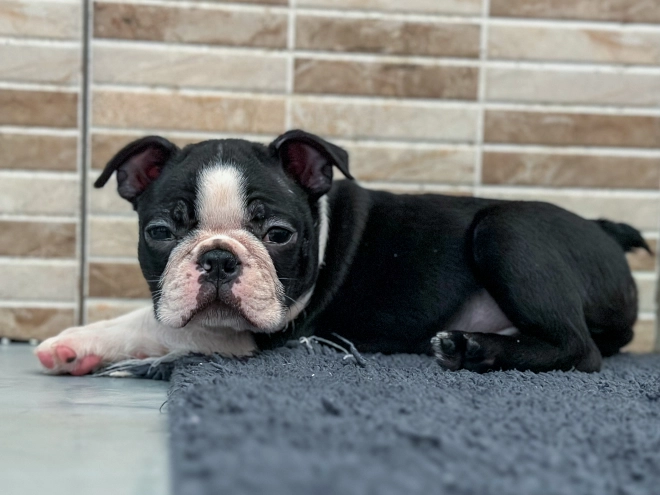 Boston Terrier Welpe kaufen