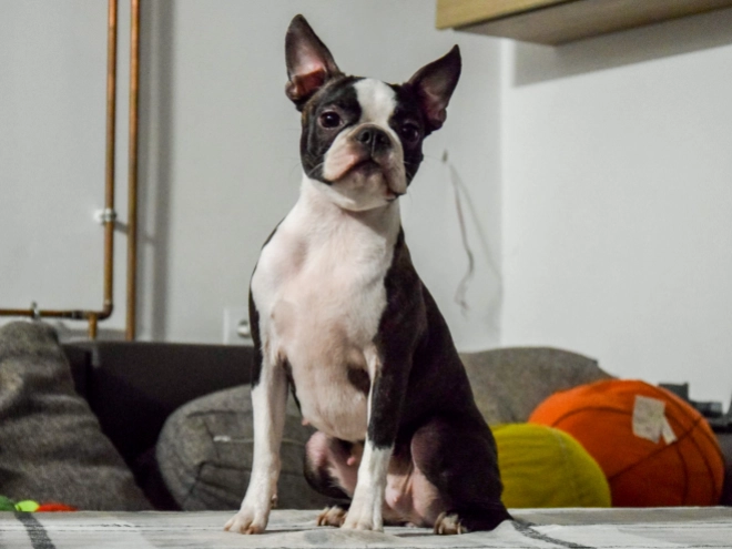 Boston Terrier puppy for sale
