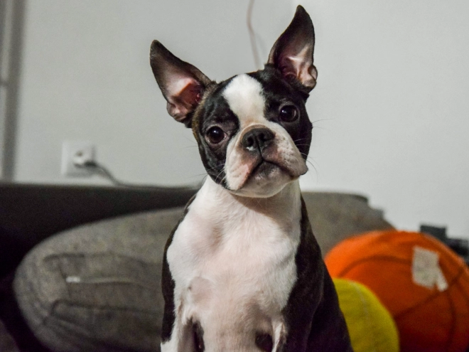 Boston Terrier puppy for sale