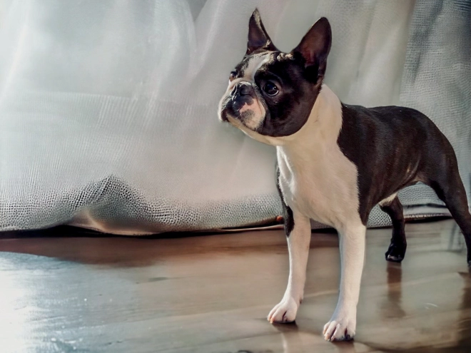 Boston Terrier puppy for sale