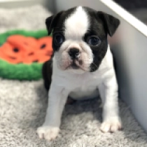 Xami, black and white Boston Terrier for sale