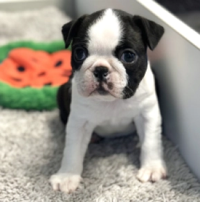Boston Terrier puppy for sale