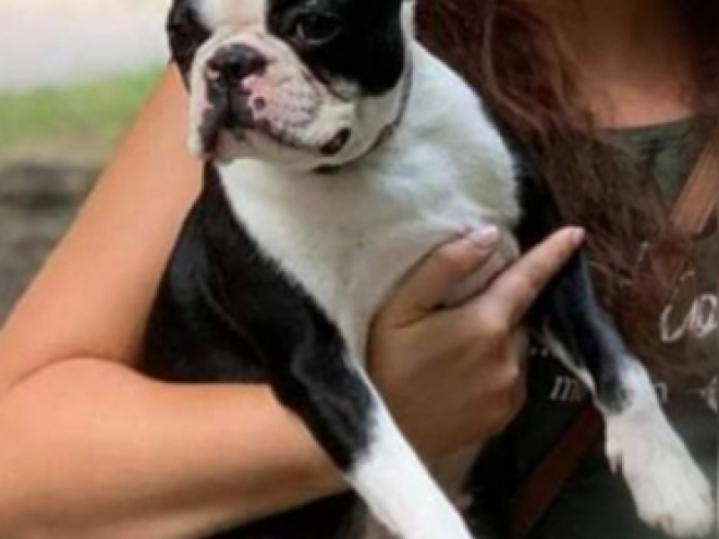 Boston Terrier Welpe kaufen