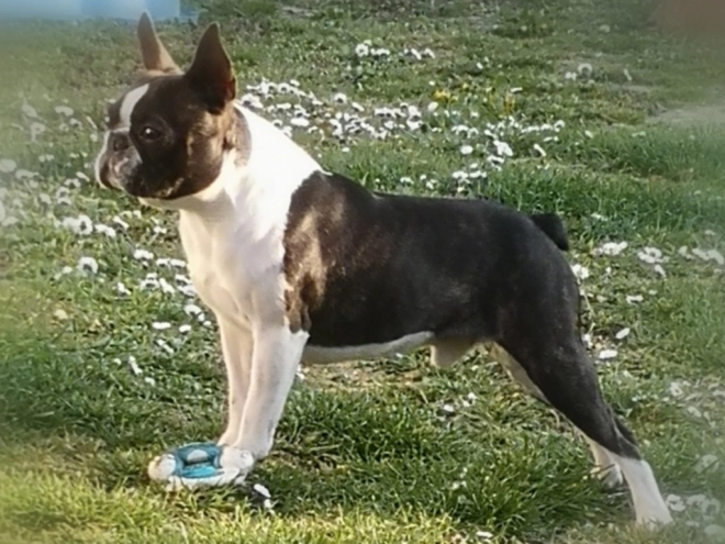 Boston Terrier Welpe kaufen