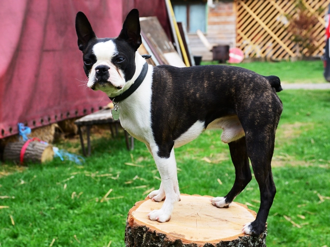 Boston Terrier puppy for sale
