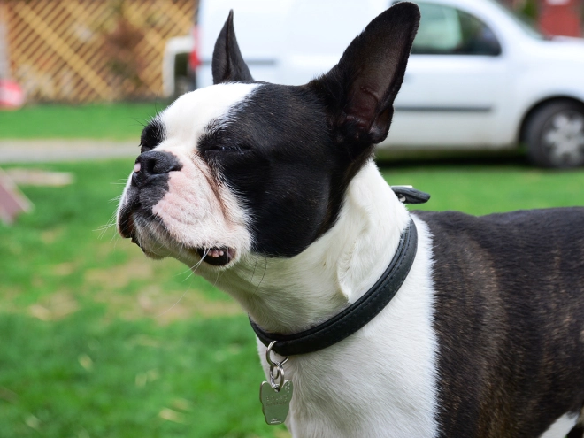 Boston Terrier puppy for sale