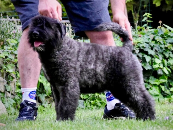 Perros Boyero de Flandes en venta