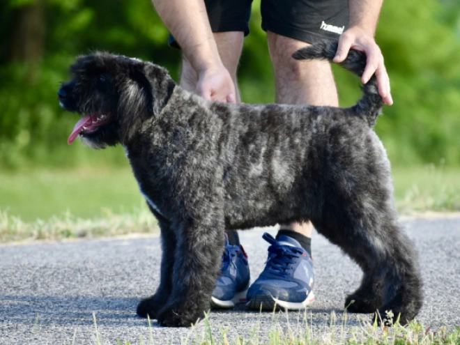 Perros Boyero de Flandes en venta