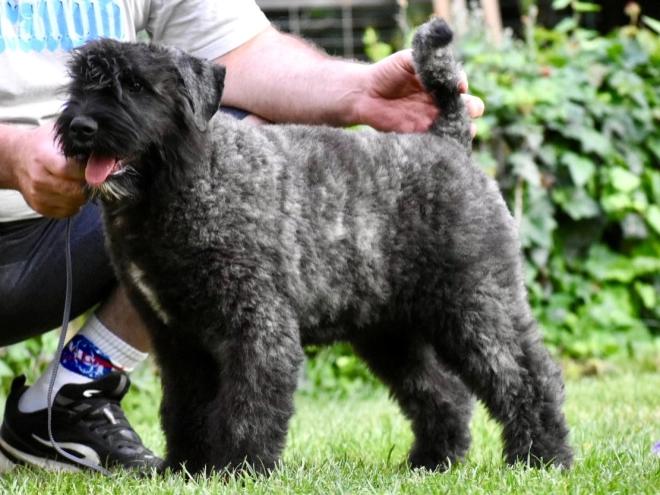 Perros Boyero de Flandes en venta