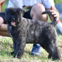 Ileen, brindle Bouvier for sale