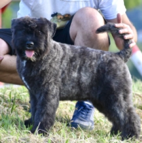 Perros Boyero de Flandes en venta