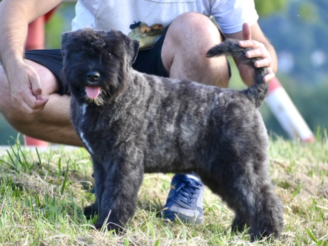 Perros Boyero de Flandes en venta