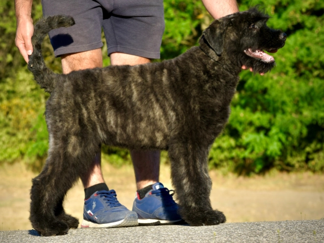 Bouvier puppy for sale
