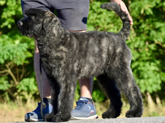 Bouvier puppy for sale