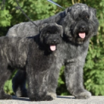 Isaac, brindle Bouvier for sale