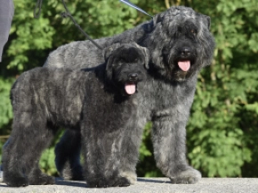 Bouvier puppy for sale