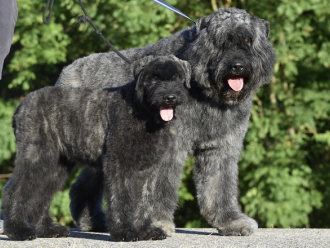 Bouvier puppy for sale