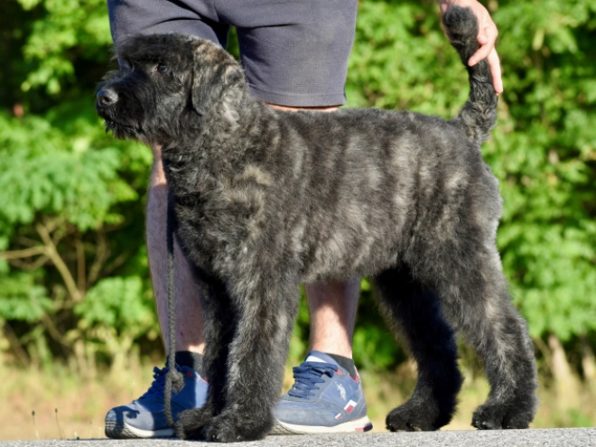Bouvier puppy for sale