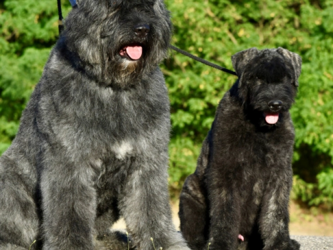 Bouvier puppy for sale