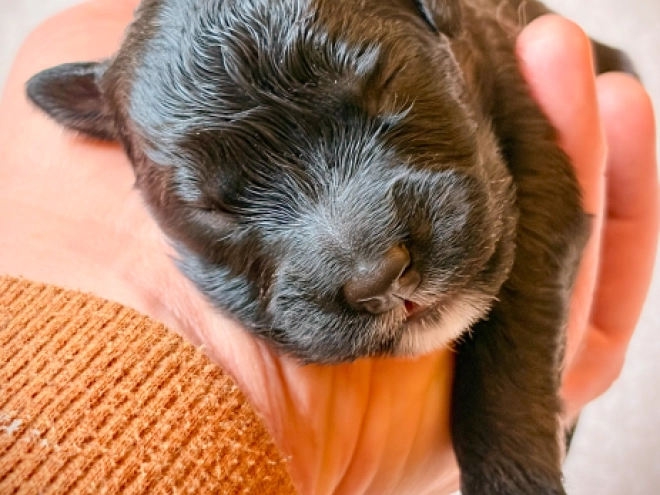 Perros Boyero de Flandes en venta