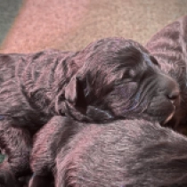 Promising litter, brindle Bouvier for sale