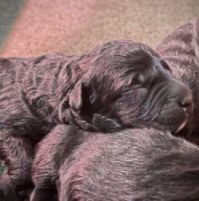 Perros Boyero de Flandes en venta