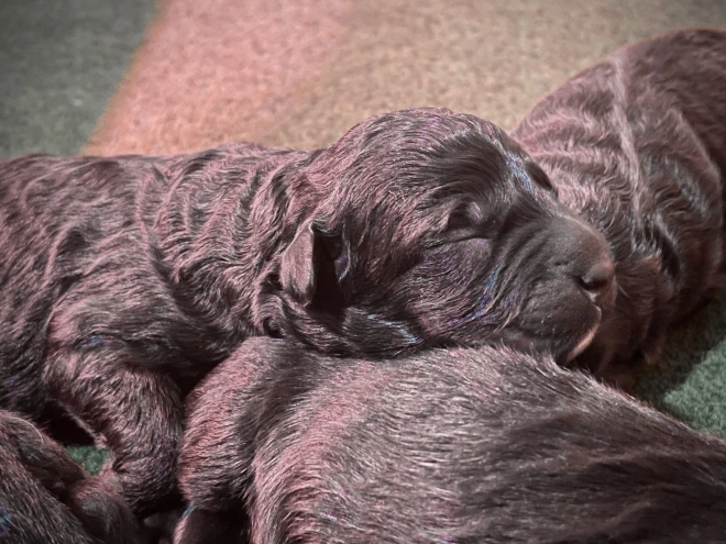 Perros Boyero de Flandes en venta
