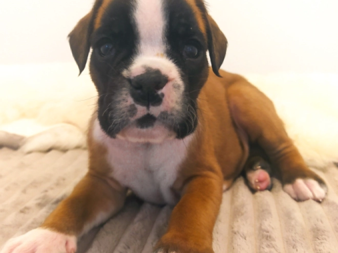 Boxer Welpe kaufen