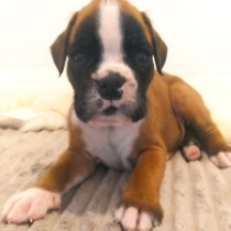 Amada, red Boxer for sale