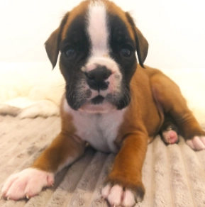 Boxer Welpe kaufen