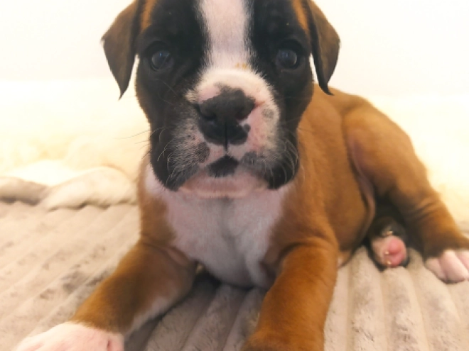 Boxer Welpe kaufen